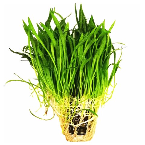 Eco Plant - Lilaeopsis Brasiliensis - InVitro mały kubek Eco Plant - Lilaeopsis Brasiliensis - InVitro mały kubek