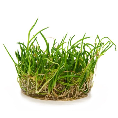 Eco Plant - Littorella Uniflora - Invitro mały kubek Eco Plant - Littorella Uniflora - Invitro mały kubek