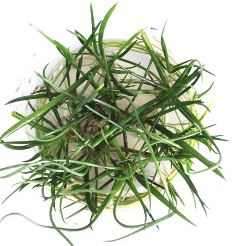 Eco Plant - Littorella Uniflora - Invitro mały kubek Eco Plant - Littorella Uniflora - Invitro mały kubek