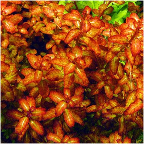 Eco Plant - Ludwigia Dark Orange - Invitro mały kubek Eco Plant - Ludwigia Dark Orange - Invitro mały kubek