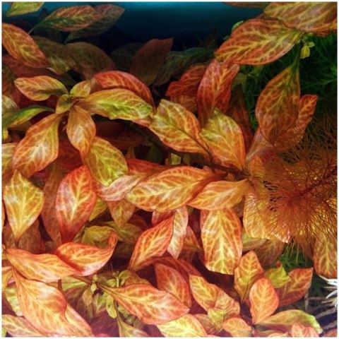 Eco Plant - Ludwigia Dark Orange - Invitro mały kubek Eco Plant - Ludwigia Dark Orange - Invitro mały kubek