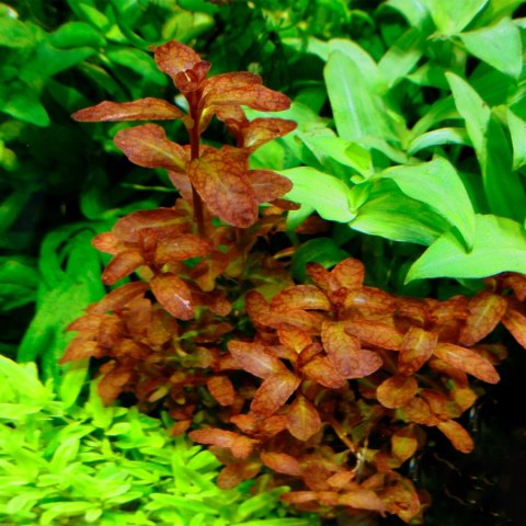 Eco Plant - Ludwigia Dark Orange - Invitro mały kubek Eco Plant - Ludwigia Dark Orange - Invitro mały kubek