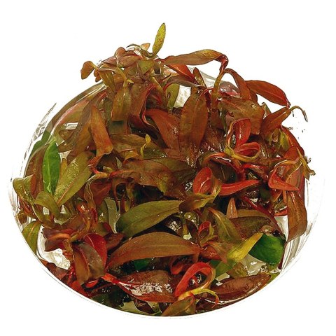 Eco Plant - Ludwigia Guinea - Invitro mały kubek Eco Plant - Ludwigia Guinea - Invitro mały kubek