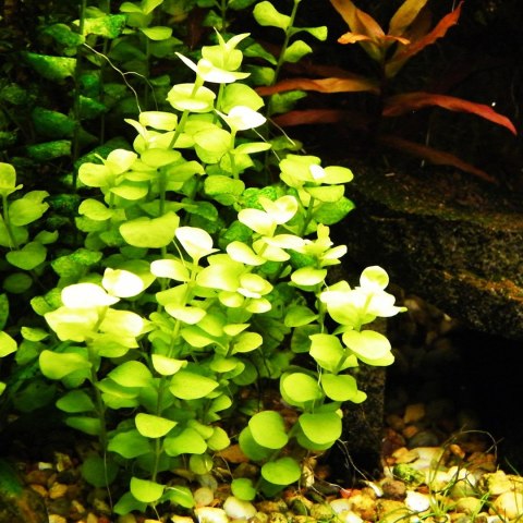 Eco Plant - Lysimachia nummularia - InVitro mały kubek Eco Plant - Lysimachia nummularia - InVitro mały kubek