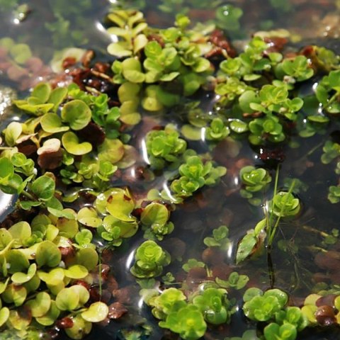 Eco Plant - Lysimachia nummularia - InVitro mały kubek Eco Plant - Lysimachia nummularia - InVitro mały kubek