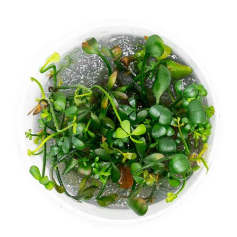 Eco Plant - Marsilea Hirsuta - roślina invitro mały kubek Eco Plant - Marsilea Hirsuta - roślina invitro mały kubek