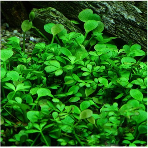 Eco Plant - Marsilea Hirsuta - roślina invitro mały kubek Eco Plant - Marsilea Hirsuta - roślina invitro mały kubek