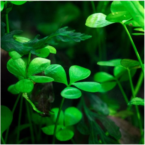 Eco Plant - Marsilea Hirsuta - roślina invitro mały kubek Eco Plant - Marsilea Hirsuta - roślina invitro mały kubek
