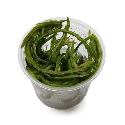 Eco Plant - Mayaca fluviatilis 'Bog Moss' - InVitro mały kubek Eco Plant - Mayaca fluviatilis 'Bog Moss' - InVitro mały kubek