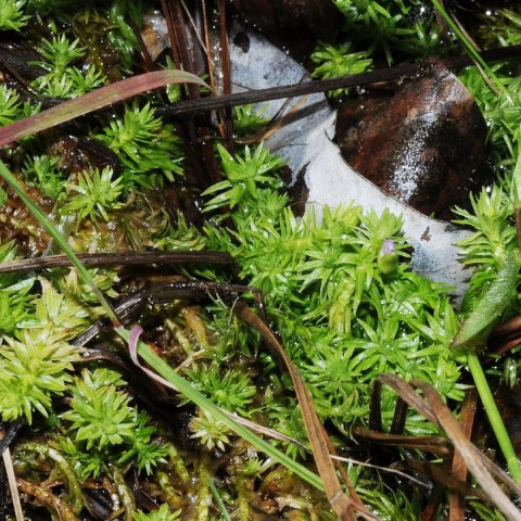 Eco Plant - Mayaca fluviatilis 'Bog Moss' - InVitro mały kubek Eco Plant - Mayaca fluviatilis 'Bog Moss' - InVitro mały kubek