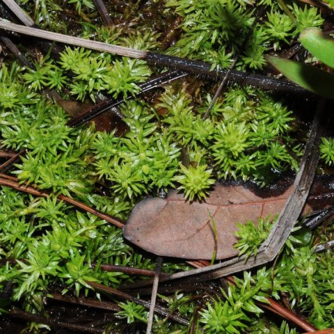 Eco Plant - Mayaca fluviatilis 'Bog Moss' - InVitro mały kubek Eco Plant - Mayaca fluviatilis 'Bog Moss' - InVitro mały kubek