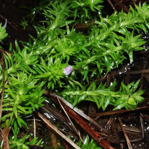 Eco Plant - Mayaca fluviatilis 'Bog Moss' - InVitro mały kubek Eco Plant - Mayaca fluviatilis 'Bog Moss' - InVitro mały kubek