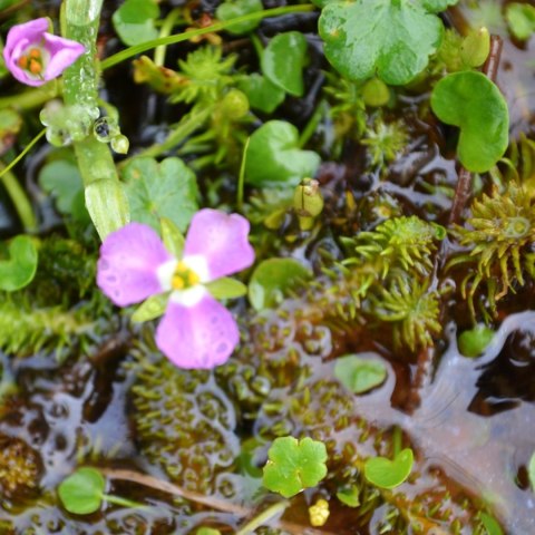 Eco Plant - Mayaca fluviatilis 'Bog Moss' - InVitro mały kubek Eco Plant - Mayaca fluviatilis 'Bog Moss' - InVitro mały kubek