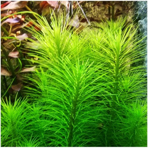 Eco Plant - Pogostemon Deccanensis - InVitro mały kubek Eco Plant - Pogostemon Deccanensis - InVitro mały kubek