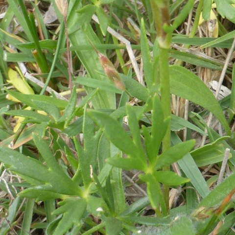 Eco Plant - Ranunculus papulentus - InVitro mały kubek Eco Plant - Ranunculus papulentus - InVitro mały kubek