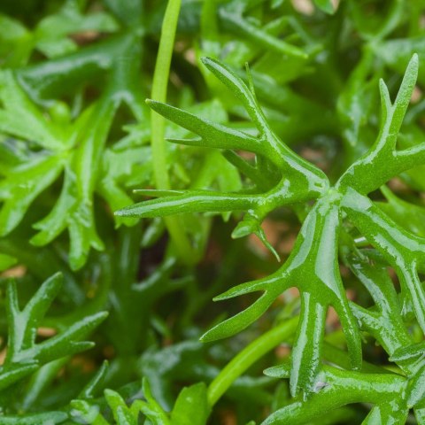 Eco Plant - Ranunculus papulentus - InVitro mały kubek Eco Plant - Ranunculus papulentus - InVitro mały kubek