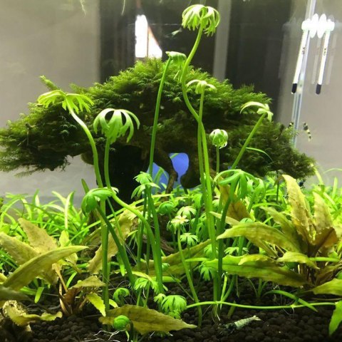 Eco Plant - Ranunculus papulentus - InVitro mały kubek Eco Plant - Ranunculus papulentus - InVitro mały kubek
