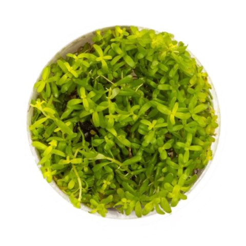 Eco Plant - Rotala Green - roślina invitro mały kubek Eco Plant - Rotala Green - roślina invitro mały kubek