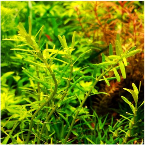 Eco Plant - Rotala Green - roślina invitro mały kubek Eco Plant - Rotala Green - roślina invitro mały kubek