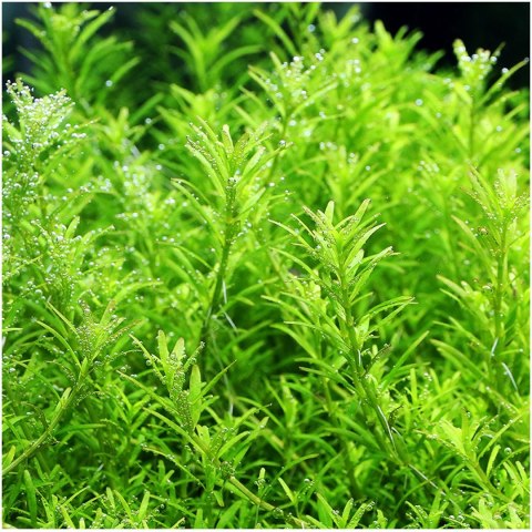 Eco Plant - Rotala Green - roślina invitro mały kubek Eco Plant - Rotala Green - roślina invitro mały kubek