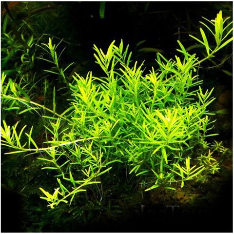 Eco Plant - Rotala Green - roślina invitro mały kubek Eco Plant - Rotala Green - roślina invitro mały kubek