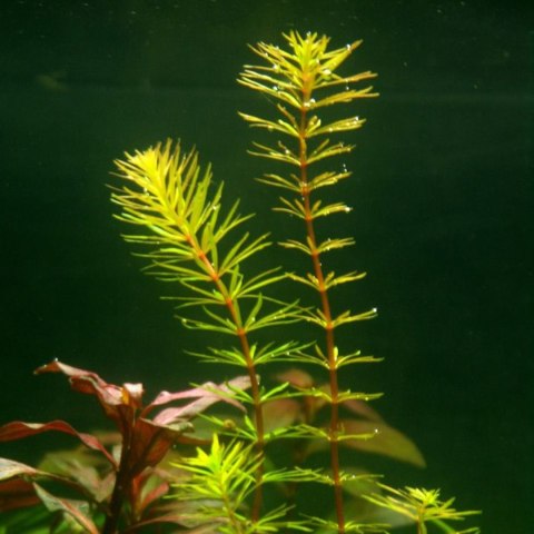 Eco Plant - Rotala Macandra 'Bangladesh' - InVitro mały kubek Eco Plant - Rotala Macandra 'Bangladesh' - InVitro mały kubek