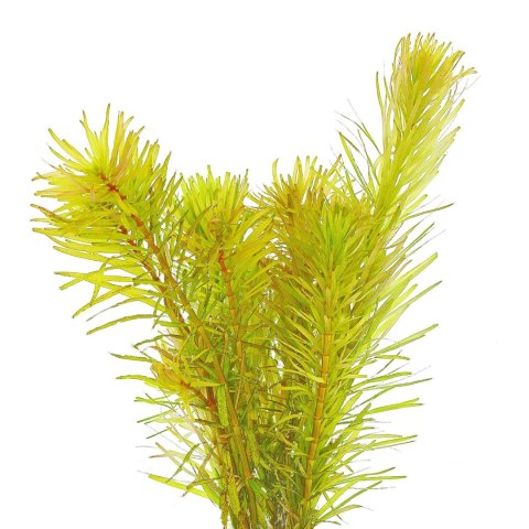 Eco Plant - Rotala Macandra 'Bangladesh' - InVitro mały kubek Eco Plant - Rotala Macandra 'Bangladesh' - InVitro mały kubek