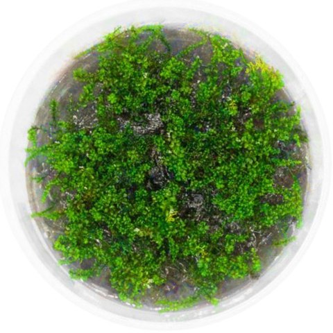 Eco Plant - Rotala Macandra sp.Pearl - InVitro mały kubek Eco Plant - Rotala Macandra sp.Pearl - InVitro mały kubek