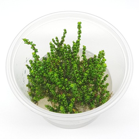 Eco Plant - Rotala Macandra sp.Pearl - InVitro mały kubek Eco Plant - Rotala Macandra sp.Pearl - InVitro mały kubek