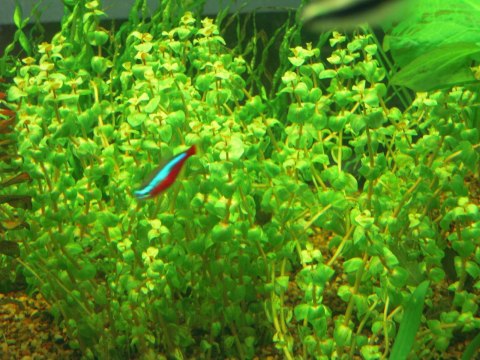 Eco Plant - Rotala Macandra sp.Pearl - InVitro mały kubek Eco Plant - Rotala Macandra sp.Pearl - InVitro mały kubek