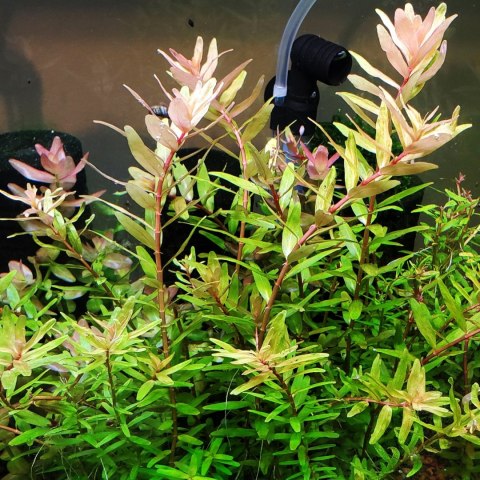 Eco Plant - Rotala sp. 'Shimoga' - InVitro mały kubek Eco Plant - Rotala sp. 'Shimoga' - InVitro mały kubek