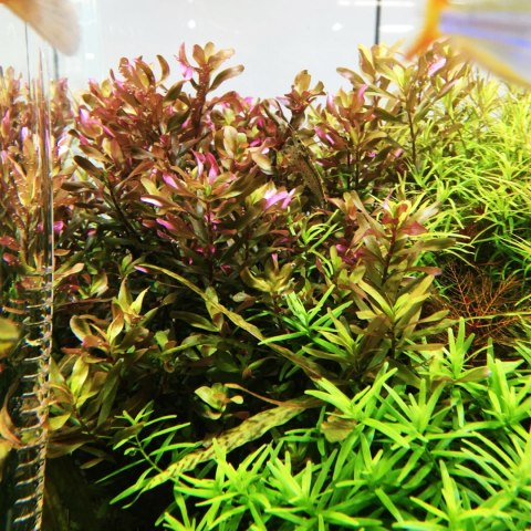 Eco Plant - Rotala sp. 'Shimoga' - InVitro mały kubek Eco Plant - Rotala sp. 'Shimoga' - InVitro mały kubek