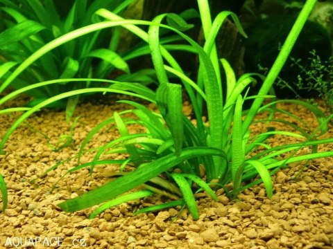 Eco Plant - Sagittaria Subulata - InVitro mini kubek Eco Plant - Sagittaria Subulata - InVitro mini kubek
