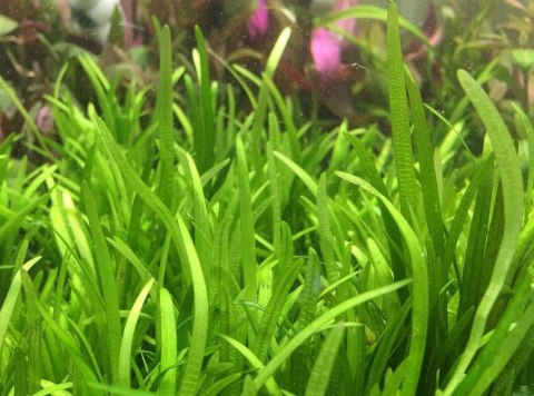 Eco Plant - Sagittaria Subulata - InVitro mini kubek Eco Plant - Sagittaria Subulata - InVitro mini kubek