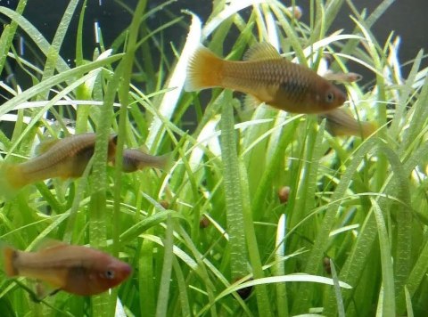 Eco Plant - Sagittaria Subulata - InVitro mini kubek Eco Plant - Sagittaria Subulata - InVitro mini kubek