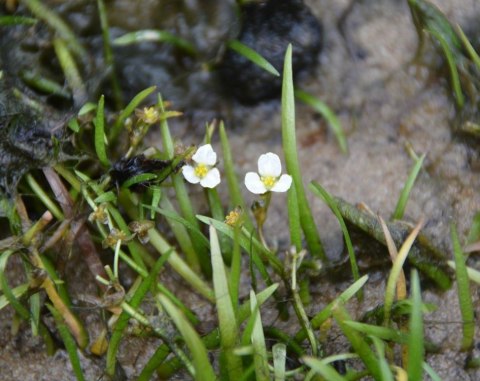 Eco Plant - Sagittaria Subulata - InVitro mini kubek Eco Plant - Sagittaria Subulata - InVitro mini kubek