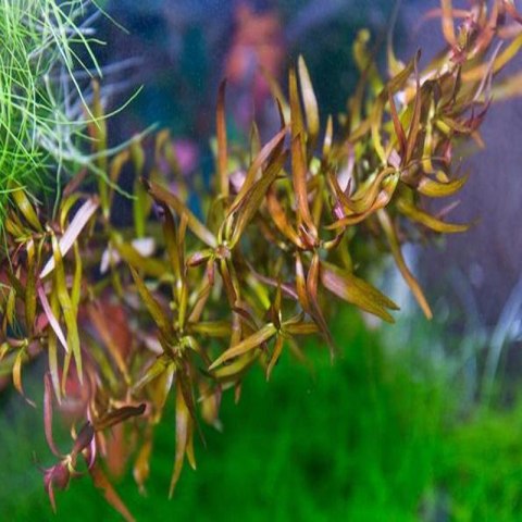 Eco Plant - roślina invitro mini kubek - Ludwigia brevipes Eco Plant - roślina invitro mini kubek - Ludwigia brevipes