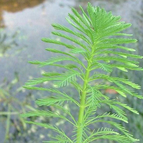 Myriophyllum Aquaticum - Invitro mały kubek Myriophyllum Aquaticum - Invitro mały kubek