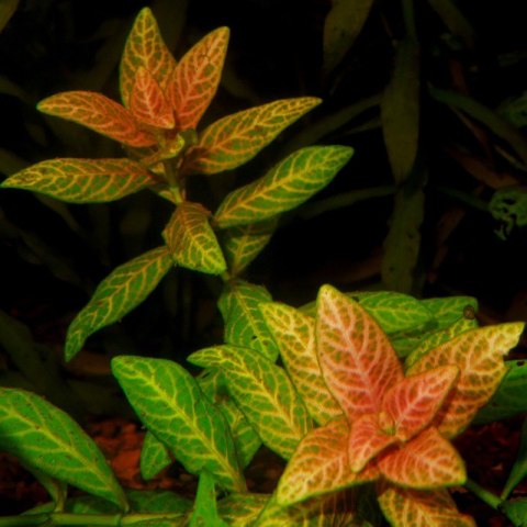 Roślina Invitro kubek mini - hygrophila polysperma sunset Roślina Invitro kubek mini - hygrophila polysperma sunset