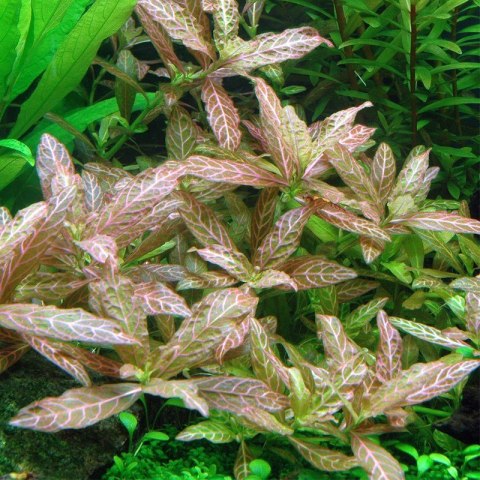 Roślina Invitro kubek mini - hygrophila polysperma sunset Roślina Invitro kubek mini - hygrophila polysperma sunset