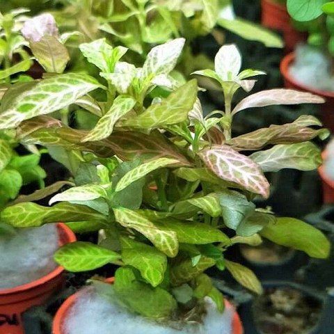 Roślina Invitro kubek mini - hygrophila polysperma sunset Roślina Invitro kubek mini - hygrophila polysperma sunset
