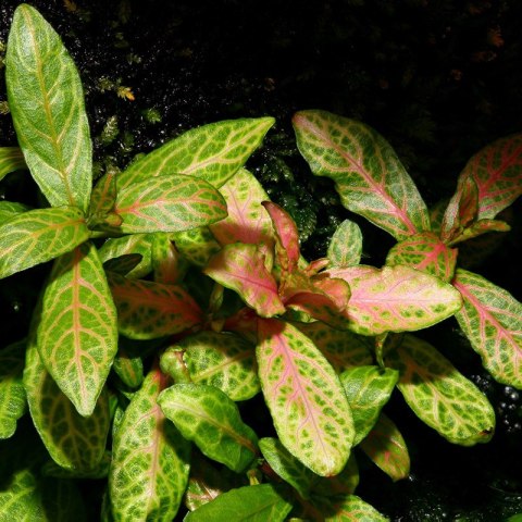 Roślina Invitro kubek mini - hygrophila polysperma sunset Roślina Invitro kubek mini - hygrophila polysperma sunset