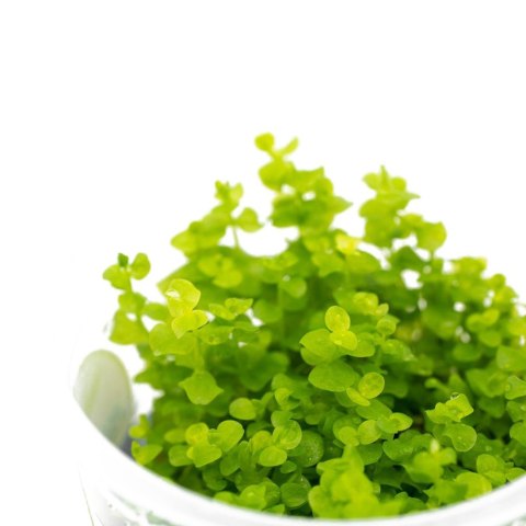 Roślina Invitro kubek mini - micranthemum umbrosum Roślina Invitro kubek mini - micranthemum umbrosum