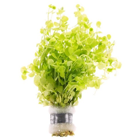 Roślina Invitro kubek mini - micranthemum umbrosum Roślina Invitro kubek mini - micranthemum umbrosum