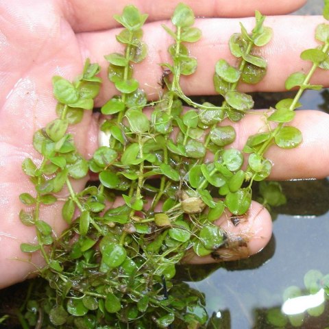 Roślina Invitro kubek mini - micranthemum umbrosum Roślina Invitro kubek mini - micranthemum umbrosum