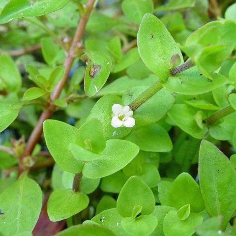 Roślina Invitro kubek mini - micranthemum umbrosum Roślina Invitro kubek mini - micranthemum umbrosum