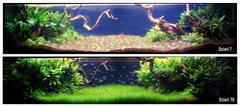 Aquario BLUE Standard - zestaw CO2 z butlą 5l
