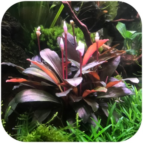 Bucephalandra Serimbu Brown - roślina invitro mały kubek Bucephalandra Serimbu Brown - roślina invitro mały kubek