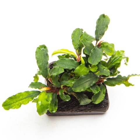 Bucephalandra 'Wavy Green'- roślina invitro mały kubek Bucephalandra 'Wavy Green'- roślina invitro mały kubek