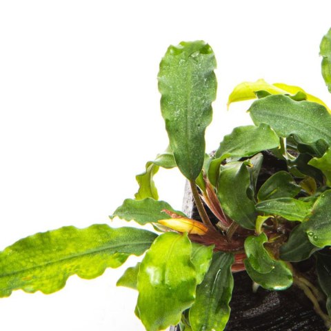 Bucephalandra 'Wavy Green'- roślina invitro mały kubek Bucephalandra 'Wavy Green'- roślina invitro mały kubek